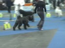 BOUVIER DES FLANDRES BUDAPESZT 2008 CHAMPION CLASS