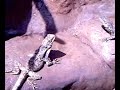 Frilled dragons outdoor