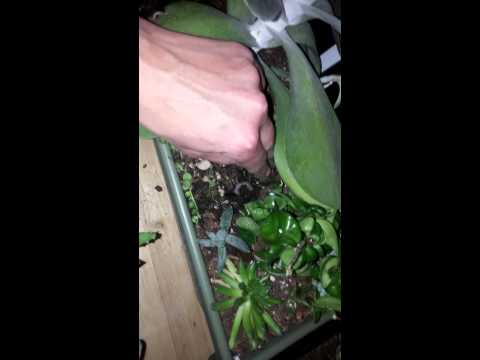 how to plant succulent leaves