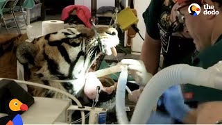 LIVE: Tiger Dentist Gives Rescue Tiger Root Canal at Wild Animal Sanctuary | The Dodo Live by The Dodo