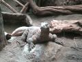 Komodo Dragon in Seattle Zoo