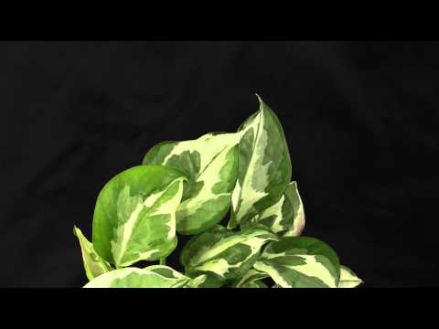 how to care for devil's ivy