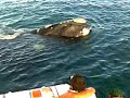 avistaje de ballenas en puerto piramides - Junio 2008