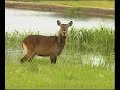 bogoria wildlife bogoria wildlife