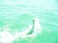 Joe Cremer and Dan Free teach a big Tarpon how we do business down town