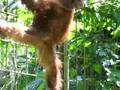 zoo monkey pissing