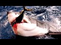 Пугающие встречи с акулами (Видео)