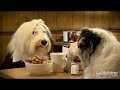 When Harry Met Sally Dog Parody When Harry Met Sally Dog Parody