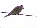 wild green monk parakeets of Orange Grove wild green monk parakeets of Orange Grove