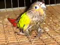 Petsmarts dirty little secret