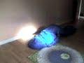 Caterpillar (lol)