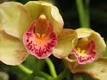 Orchids Orchids