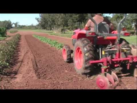 how to fertilize irish potatoes