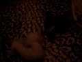 トイプードル動画