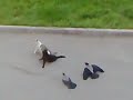 Коты и вороны. События развиваются просто непредсказуемо! (видео) http://t.co/bLrF68cg