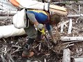Wainwright planting on Haida Gwaii