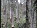 Tarra Bulga National Park Gippsland Victoria Australia