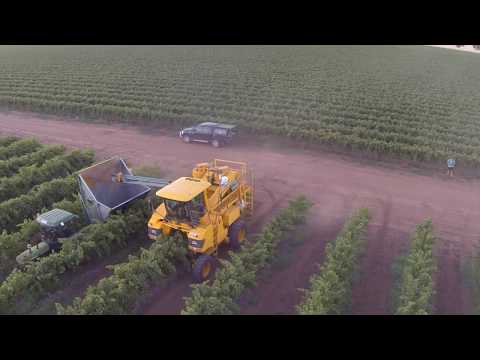 how to harvest wine grapes