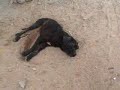 SOBREPOBLACION DE PERROS CALLJEROS EN CABO SAN LUCAS