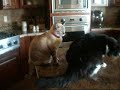 The Crazy Cat VS. King Henry