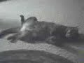 眠りネコ動画