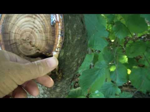 how to harvest tree resin