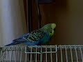 Jacco