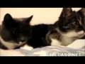 videos de Re: Cat Talking, Translation