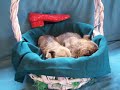 4 WEEK OLD CAIRN TERRIER PUPPIES 4 WEEK OLD CAIRN TERRIER PUPPIES