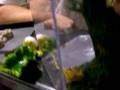 videos de Kill the Crickets!!!! pt 2