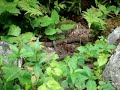 Mom and baby water moccasins