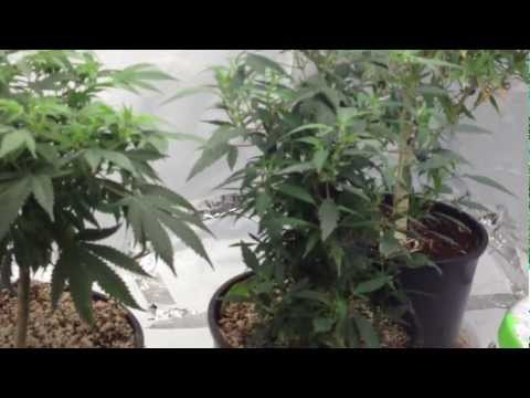 how to clone with dip n grow
