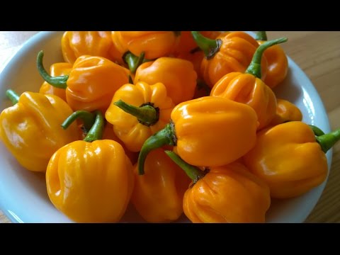 how to harvest scotch bonnet peppers