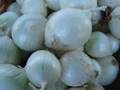 Downtown Farmers Market - Salt Lake