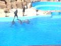 delfines marineland