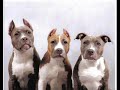 tribute to pit bulls