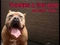 tribute to pit bulls