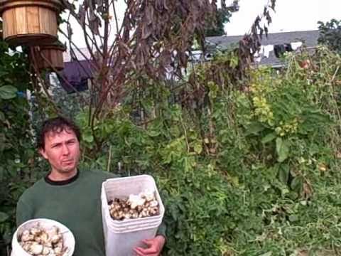 how to harvest artichoke