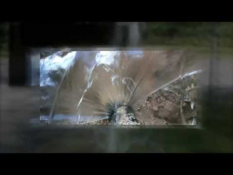 Leak Detection Seattle Overview Video – Leak Detection Seattle