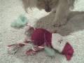 videos de Penny the Goldendoodle Guts a Stuffed Santa