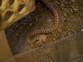 new pet bull snake