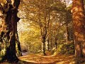 Ronnie Magala: Two Rilke Songs/1 [Herbsttag]