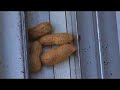 aventures des geais bleus tim   timie  1er partie 