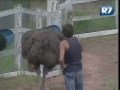 A Fazenda 2 Caco  apanha de Avestruz.wmv