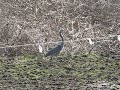 Great Blue Heron, walking