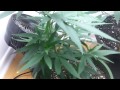 Life of a Plant - Chocolope - Part 1 of 3 : Vegatative Stage