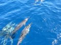Spinner Dolphins 1