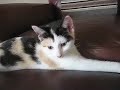 Meet Ariel Meet Ariel