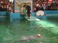 toninas en el acuario de valencia  1 de 2 