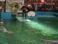 Toninas en el Acuario de Valencia (1 de 2)